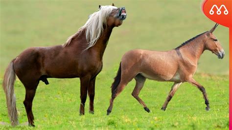 cruzamento de mula com cavalo|CRUZA DE CAVALO COM MULA